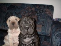/album/fotogalerie/aron-best-pei-a-argo-best-pei-jpg/